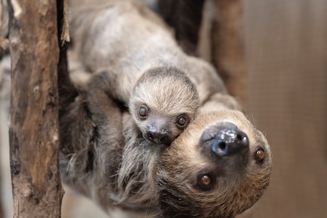 image of a sloth